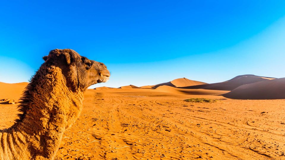 desti